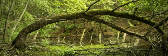 Tümpel in naturnahem Wald