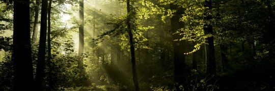 Lichtdurchfluteter Wald