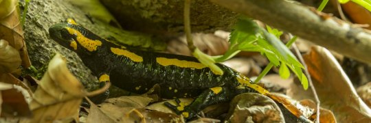 Feuersalamander