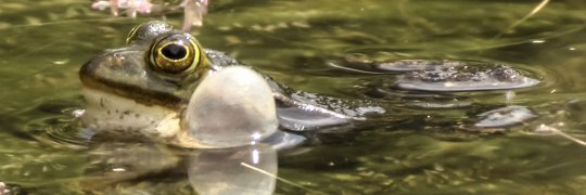 Wasserfrosch