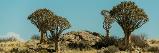 Köcherbäume in Afrika