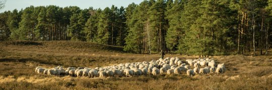 Schäfer in der Heide