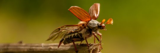 Sind Insekten Schädlinge?