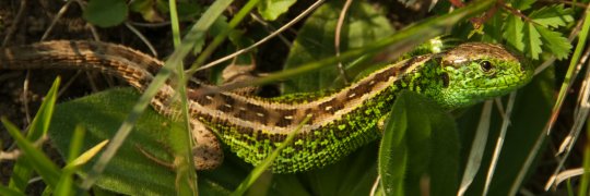 Insekten als Nahrung