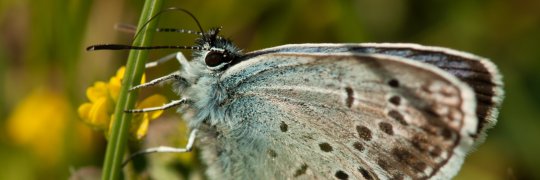 Warum sterben die Insekten?