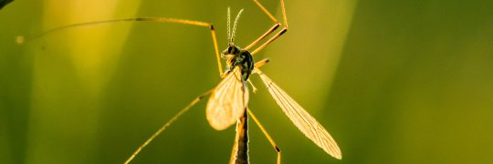 Bedeutung der Insekten 