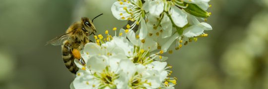 Insekten bestäuben Wild- und Kulturpflanzen