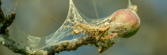 Ertragsausfälle durch Insekten