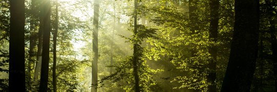 Lichtdurchfluteter Buchenwald