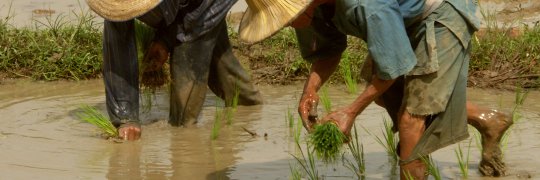 Reisanbau in Thailand