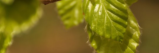 Junge Buchenblätter