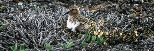 Sanderling  auf Gelege in der Tundra