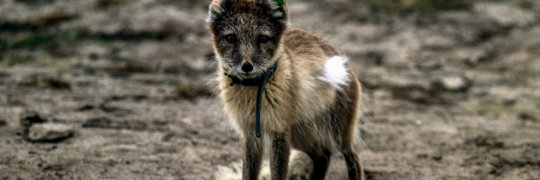 Polarfuchs mit Halsband für Telemetrie